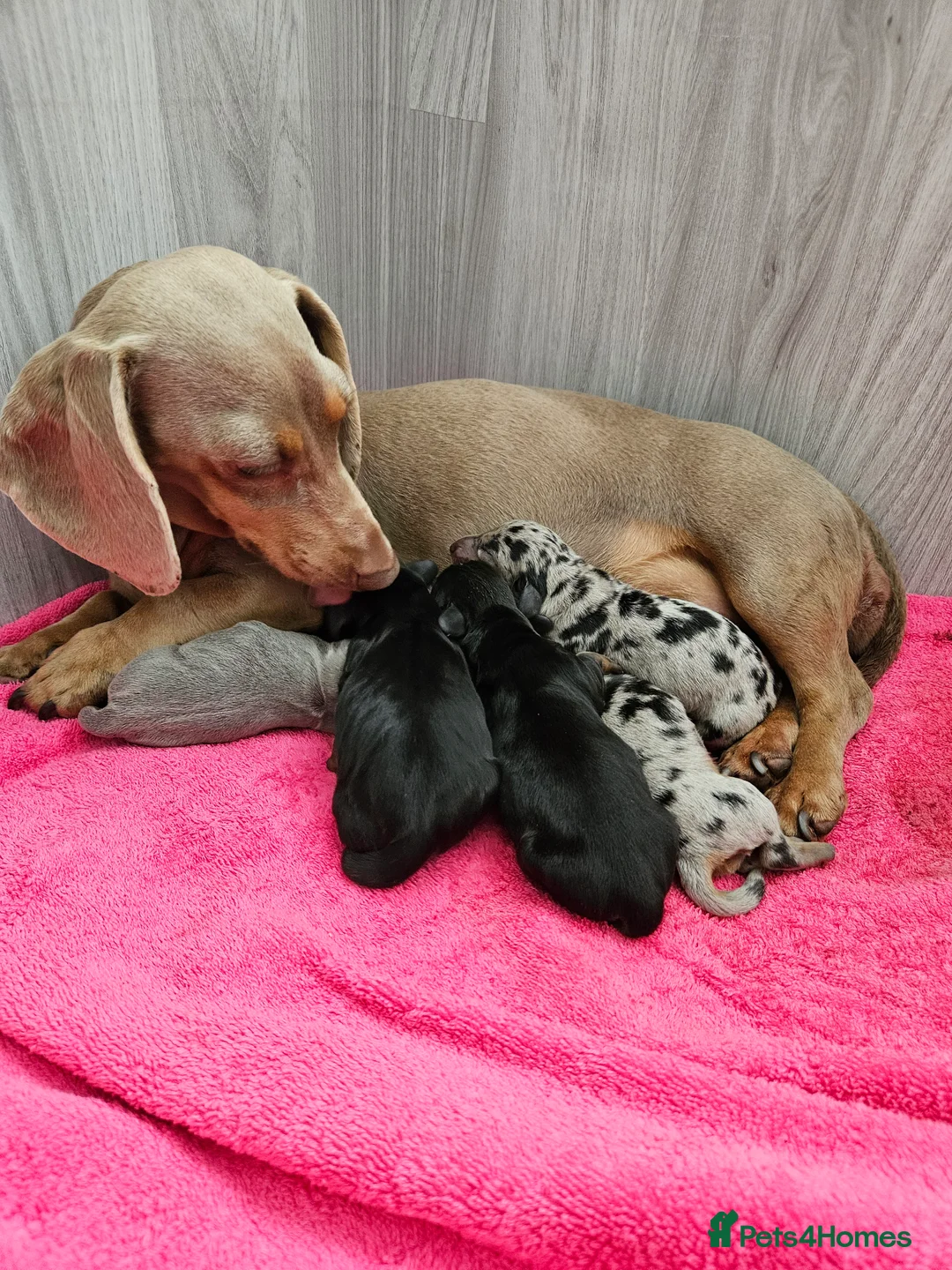 Miniature Dachshund dogs for sale: Male Miniature Dachshund puppies  in Cowdenbeath - Advert 2