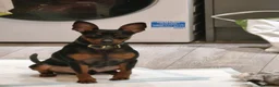 Miniature Pinscher dogs for sale: Male Miniature Pinscher – 11 Months – Show Quality - Advert 1