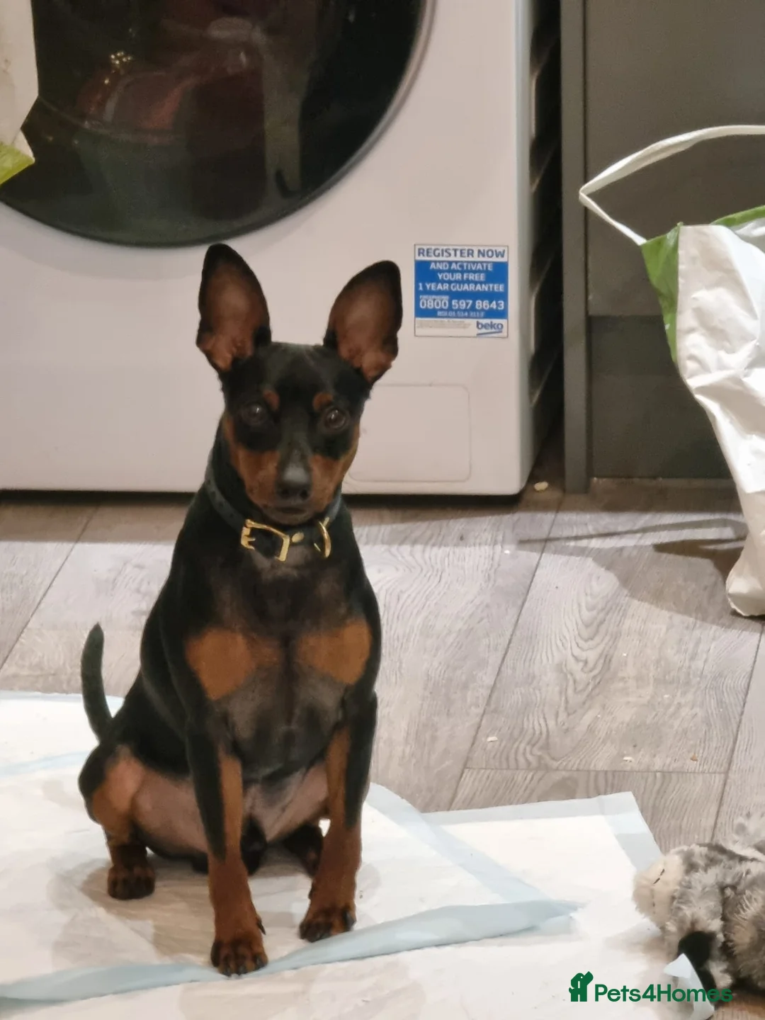 Miniature Pinscher dogs for sale: Male Miniature Pinscher – 11 Months – Show Quality - Advert 1
