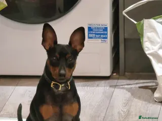 Miniature Pinscher dogs Male Miniature Pinscher – 11 Months – Show Quality - Advert 16