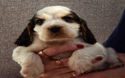Cocker Spaniel dogs for sale: Kc reg show Cocker Spaniel, 5* Licensed breeder - Image 5