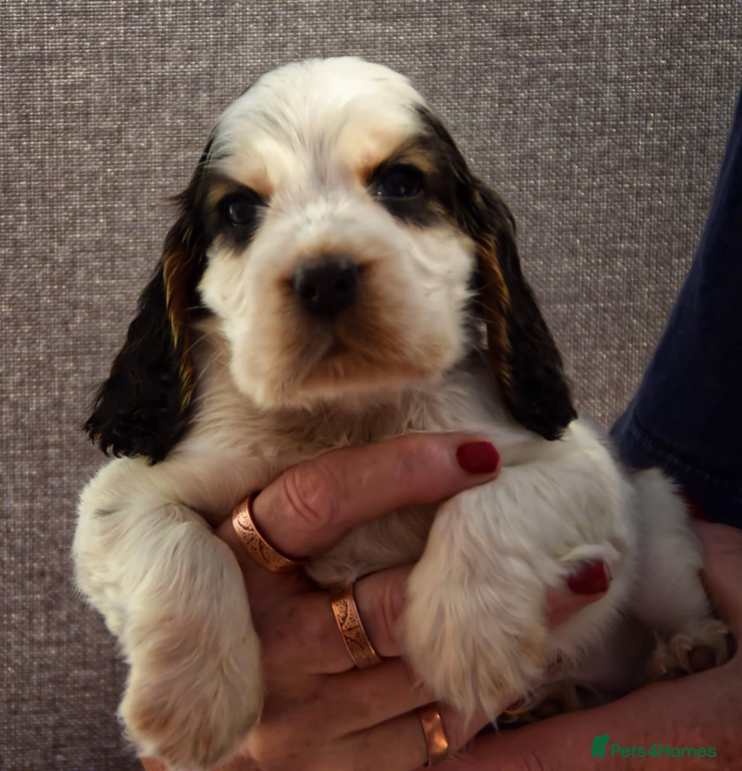 Cocker Spaniel dogs for sale: Kc reg show Cocker Spaniel, 5* Licensed breeder - Image 5