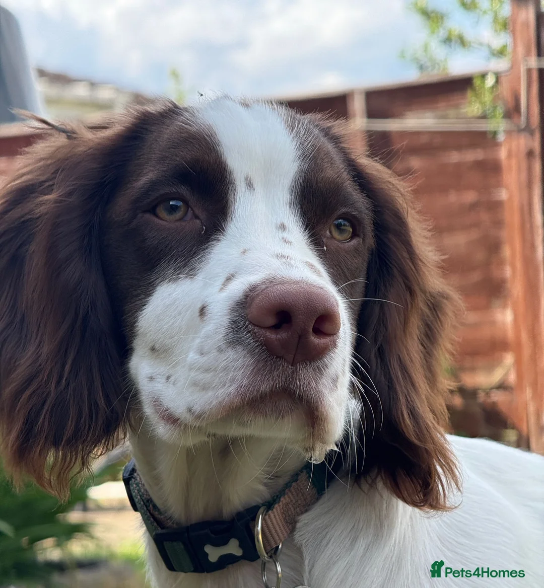 English Springer Spaniel dogs for sale: Arlo - 1 year old Springer Spaniel in Sudbury - Advert 1