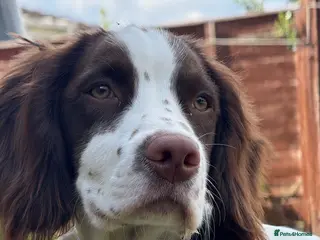 English Springer Spaniel dogs Arlo - 1 year old Springer Spaniel in Sudbury - Advert 1