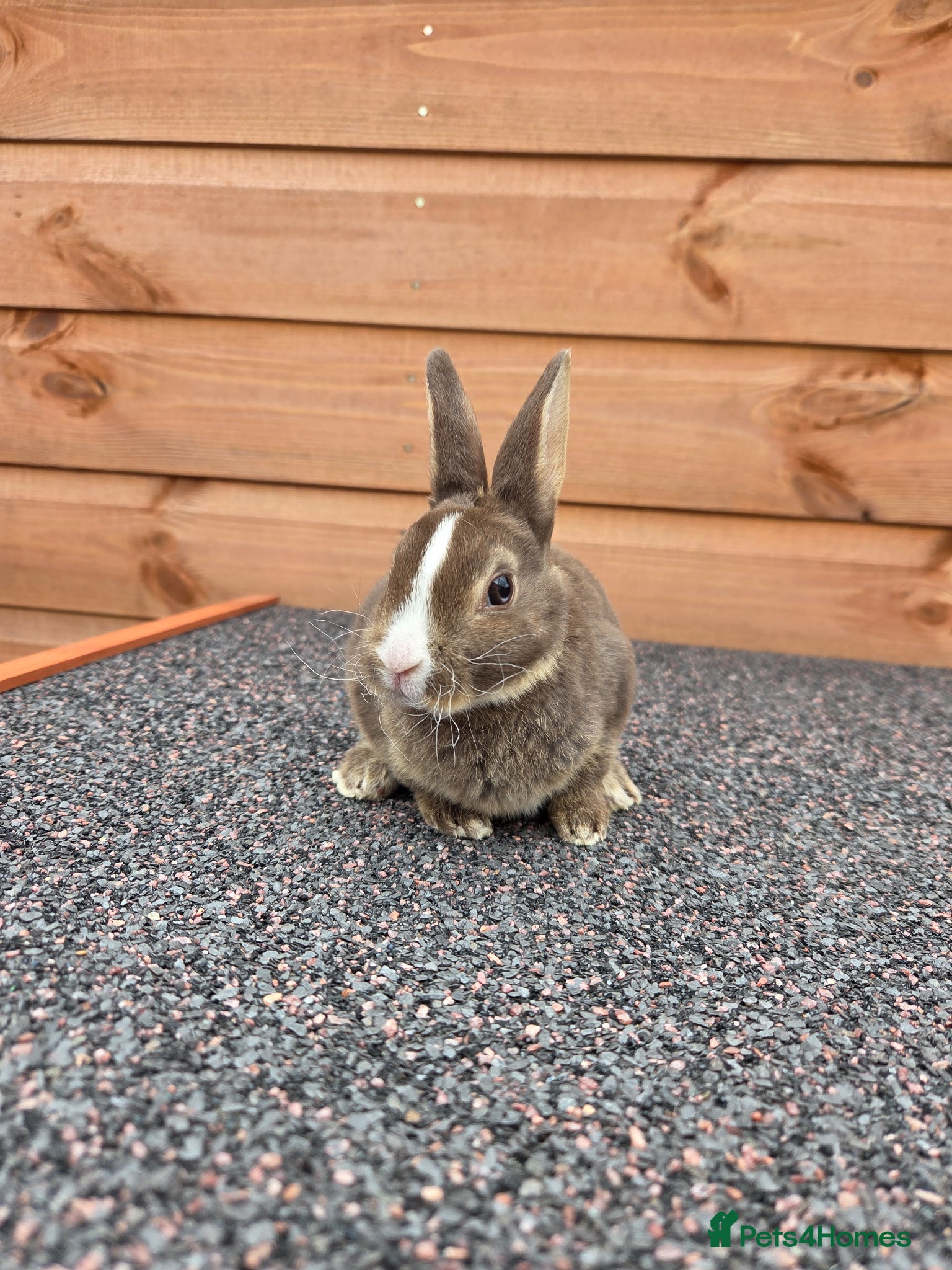 Rex rabbits Gorgeous litter of Mini Rex baby bunnies - Advert 18