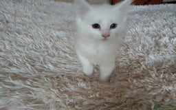Maine Coon cats for sale: Maine coon kittens for sale  - Image 7