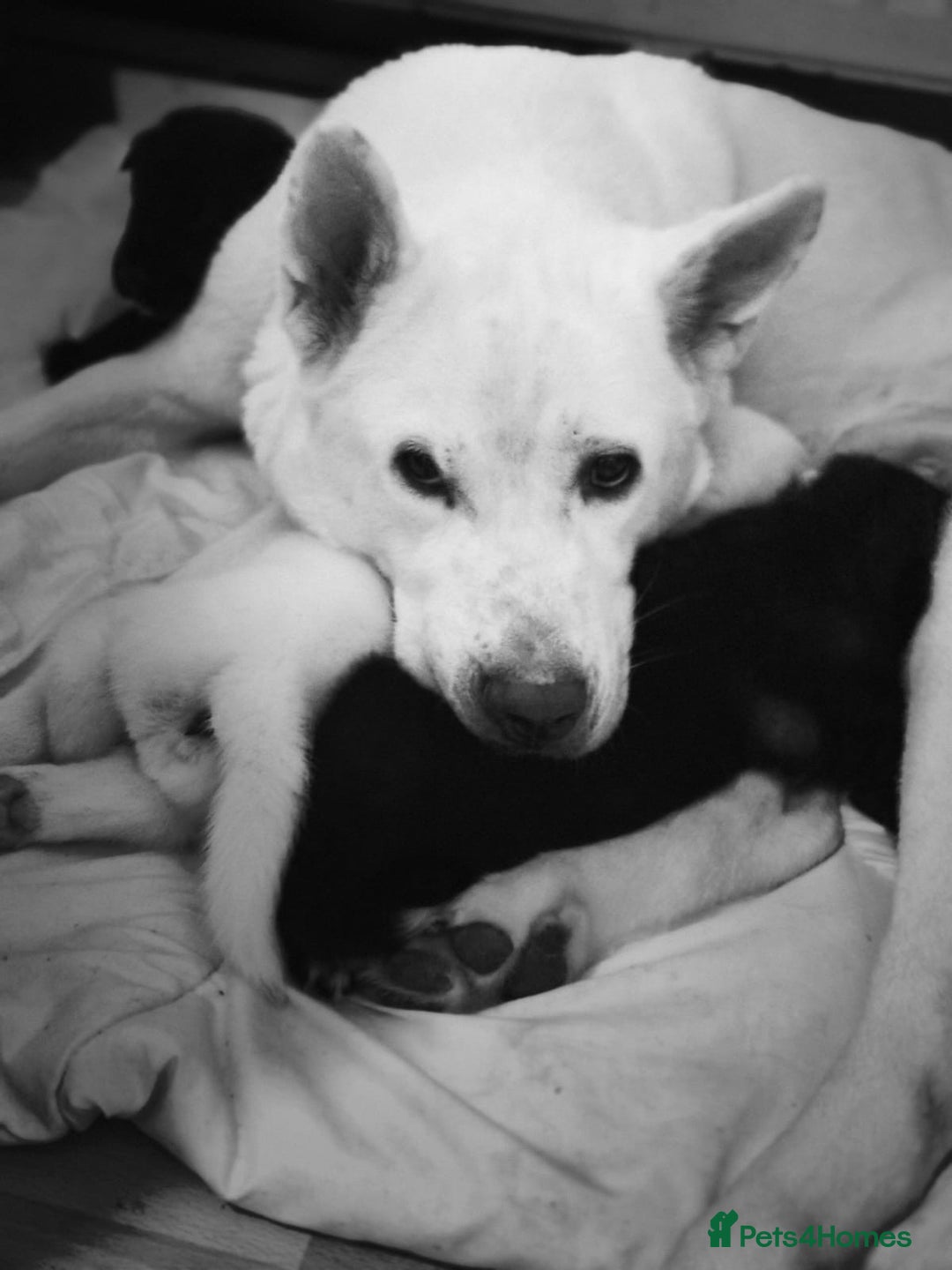 Akita dogs for sale: 7 beautiful American Akita Puppies - Advert 2