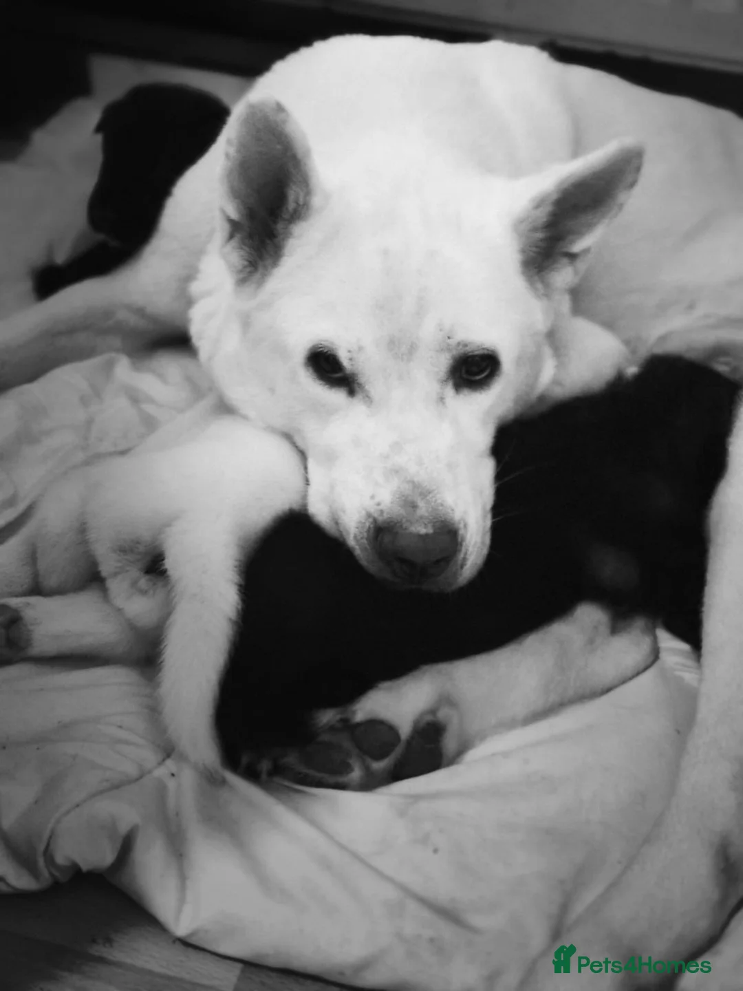 Mixed Breed dogs for sale: 7 beautiful American Akita Puppies ***5 left*** - Advert 10