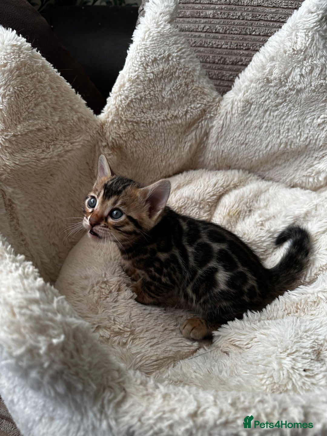 Bengal cats for sale: TICA registered bengal kittens available! - Advert 6