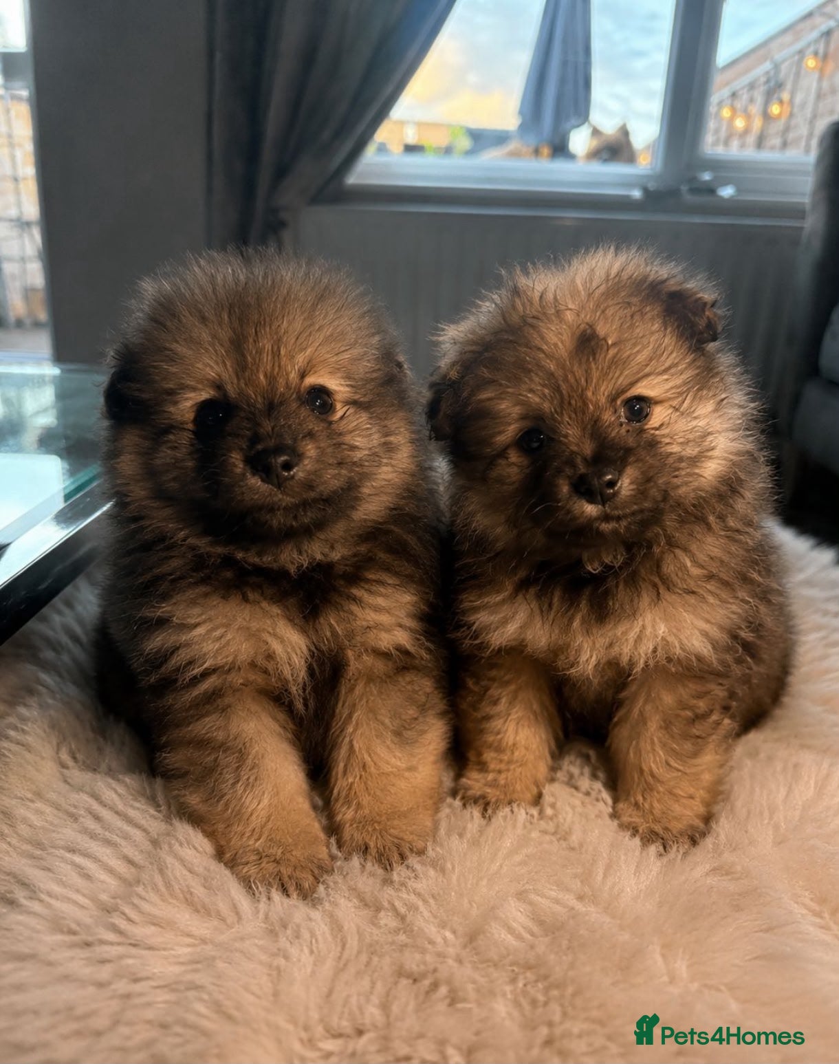 Pomeranian dogs Last two boys reduced  - Advert 18