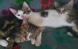 Mixed Breed cats for sale: The three musketeers are looking for new homes - Image 8