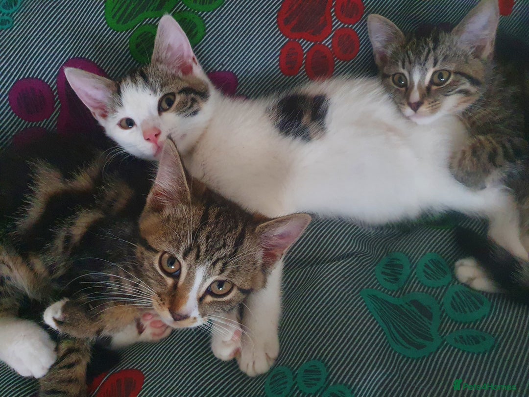 Mixed Breed cats for sale: The three musketeers are looking for new homes - Image 8