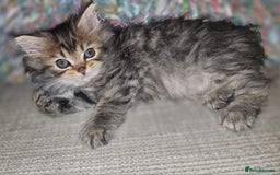 Persian cats for sale: Persian Kittens ready now - Image 8