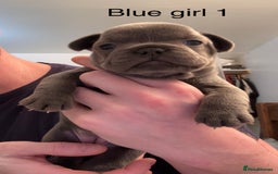 French Bulldog dogs for sale: 4 beautiful blue French bulldogs  - Image 10
