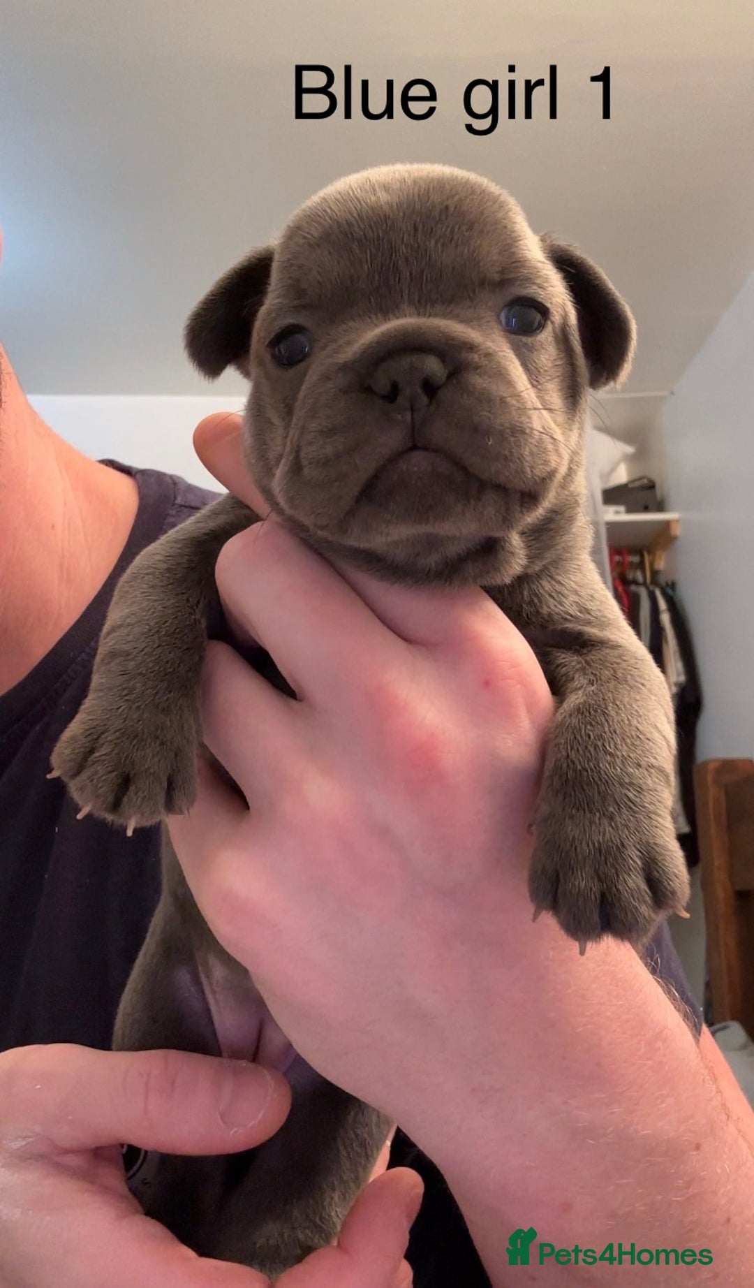 French Bulldog dogs for sale: 4 beautiful blue French bulldogs  - Image 10