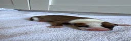 American Bulldog dogs for sale: 🐶 American Bulldog Puppies For Sale 🐶 in London - Advert 7