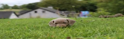 Miniature Dachshund dogs for sale: KC Registered Miniature Dachshund Puppies in Dungannon - Advert 5