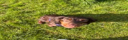 Cocker Spaniel dogs for sale: Murphy - Advert 3