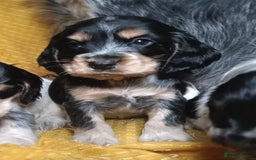 Cocker Spaniel dogs for sale: Show Type blue/Tri/chocolate Roan Cocker Spaniels  - Image 28