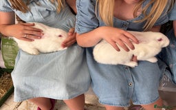 New Zealand rabbits for sale: Rabbit - Image 4
