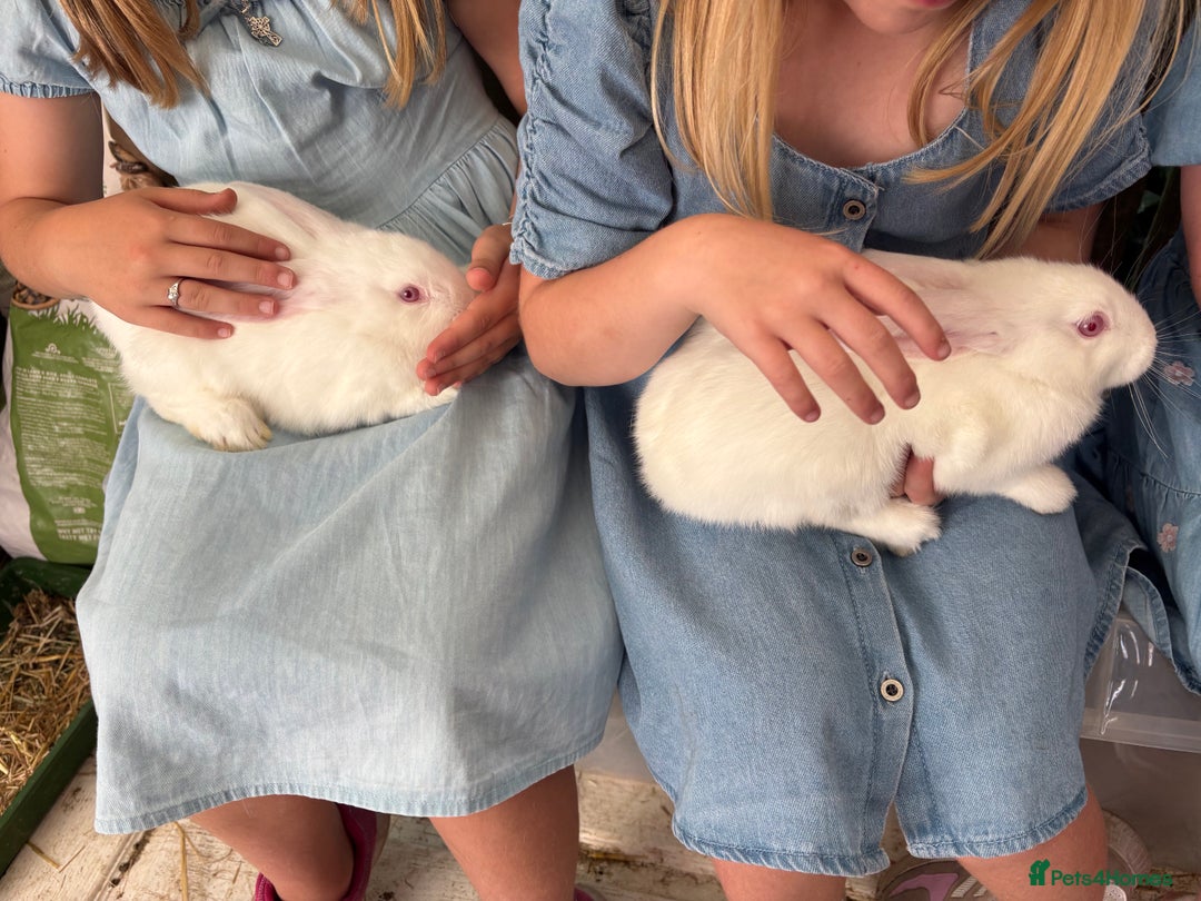 New Zealand rabbits for sale: Rabbit - Image 4
