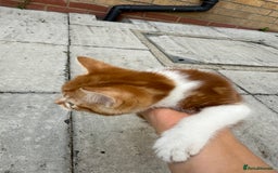 Mixed Breed cats for sale: loved and cared for kittens looking for new home🥹 - Image 18