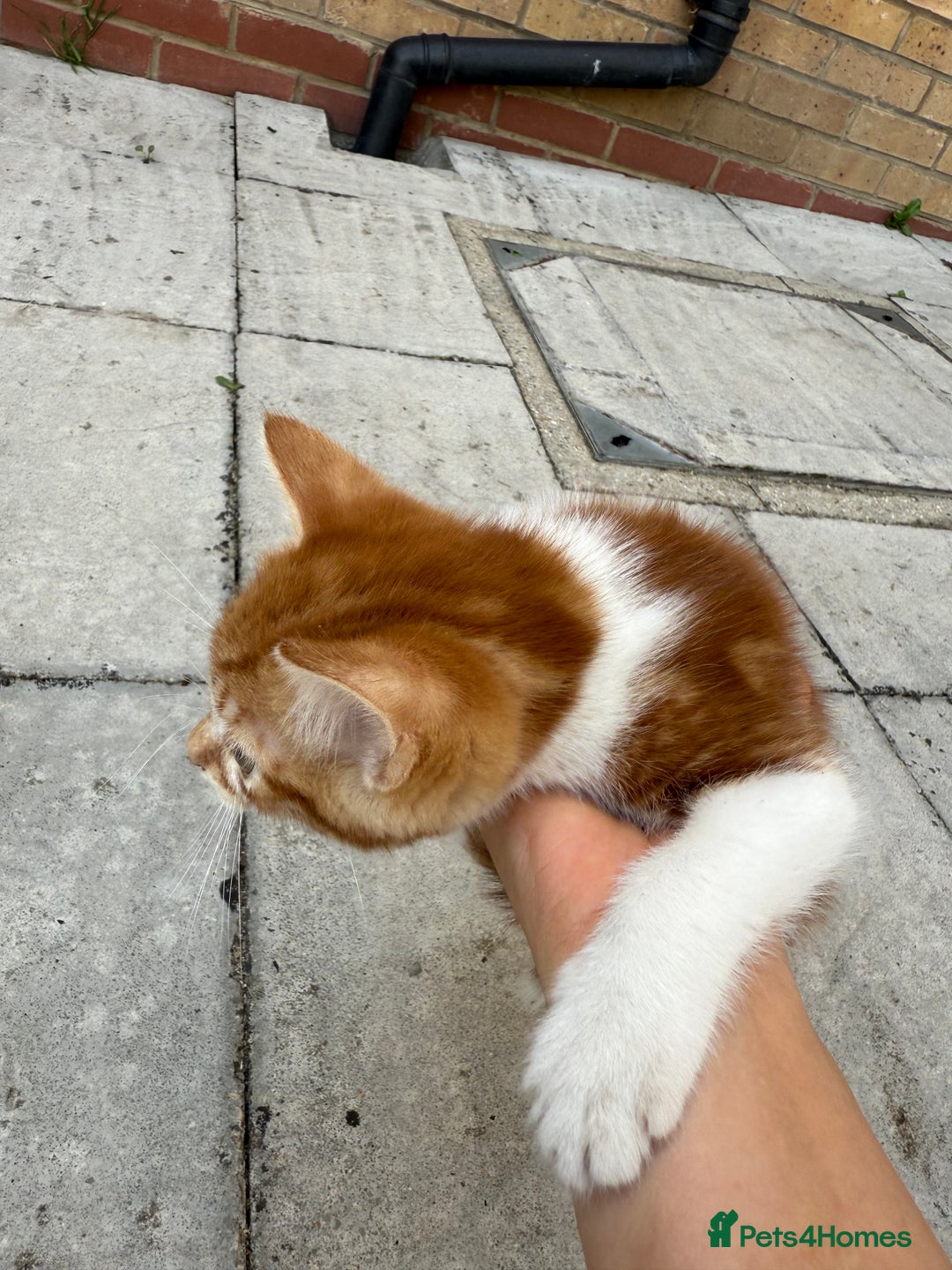 Mixed Breed cats for sale: loved and cared for kittens looking for new home🥹 - Image 18