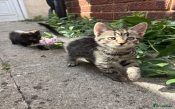 Domestic Shorthair cats for sale: Gorgeous litter of kittens  - Image 6