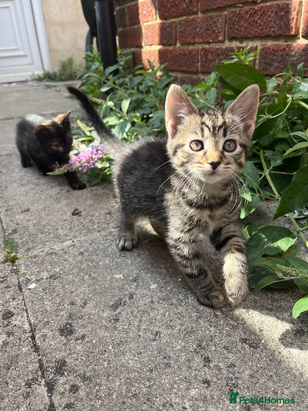 Domestic Shorthair cats for sale: Gorgeous litter of kittens  - Image 6