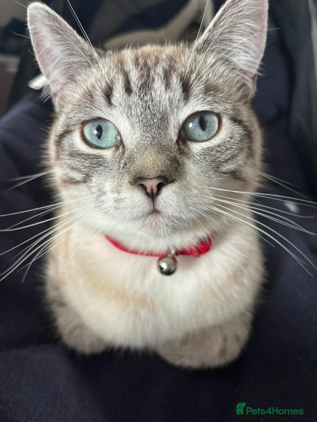 Ragamese cats for sale: 4 ragdoll kittens  in Cumnock - Advert 2