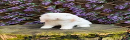Mini Lop rabbits for sale: Mini lop siblings Ready now  - Advert 5