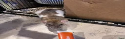 Rat rodents for sale: Female Rats Looking For Mischief to Join - Advert 4