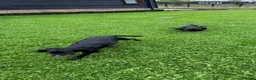 Sprocker dogs for sale: Two Black Sprockers - Advert 4