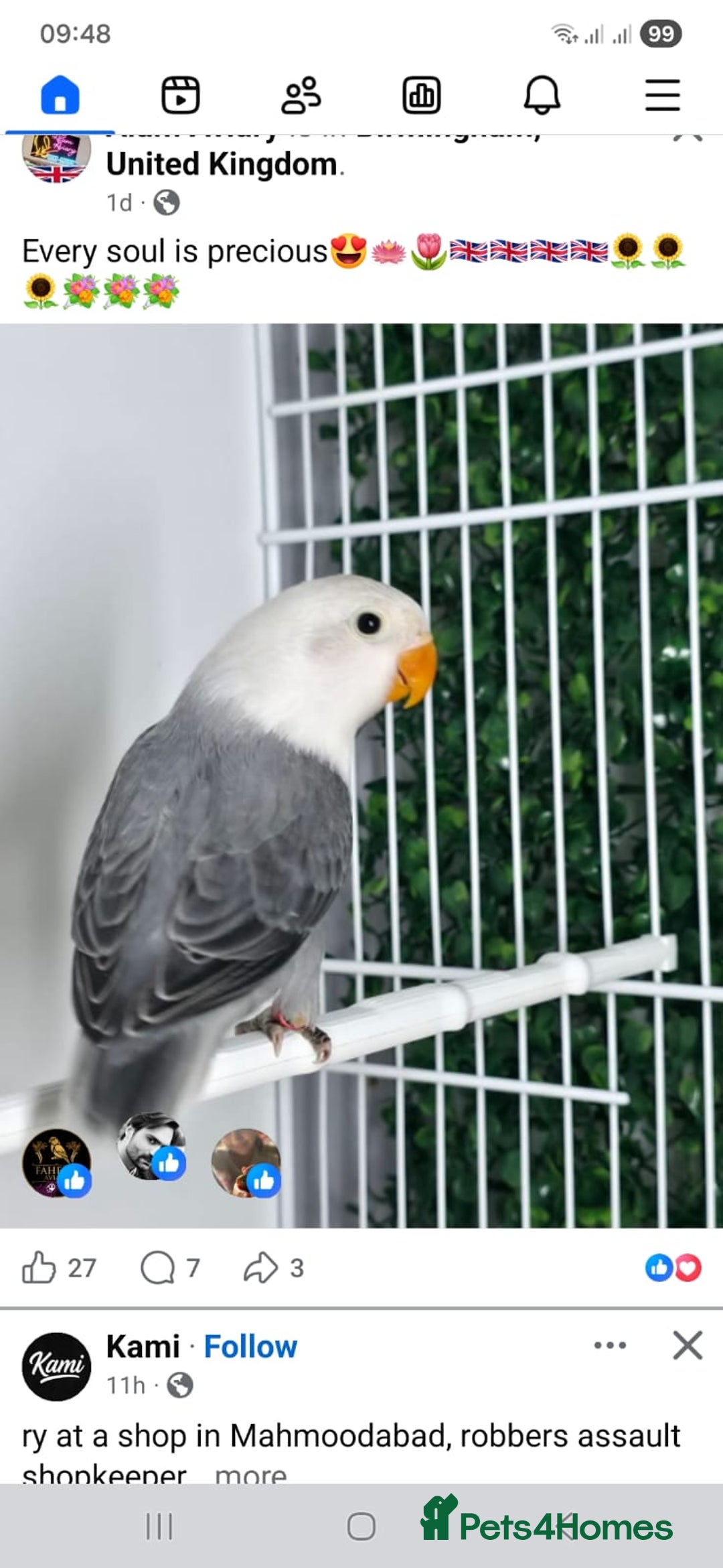 Lovebirds birds for sale: Mutation Lovebirds for Sale - Advert 22