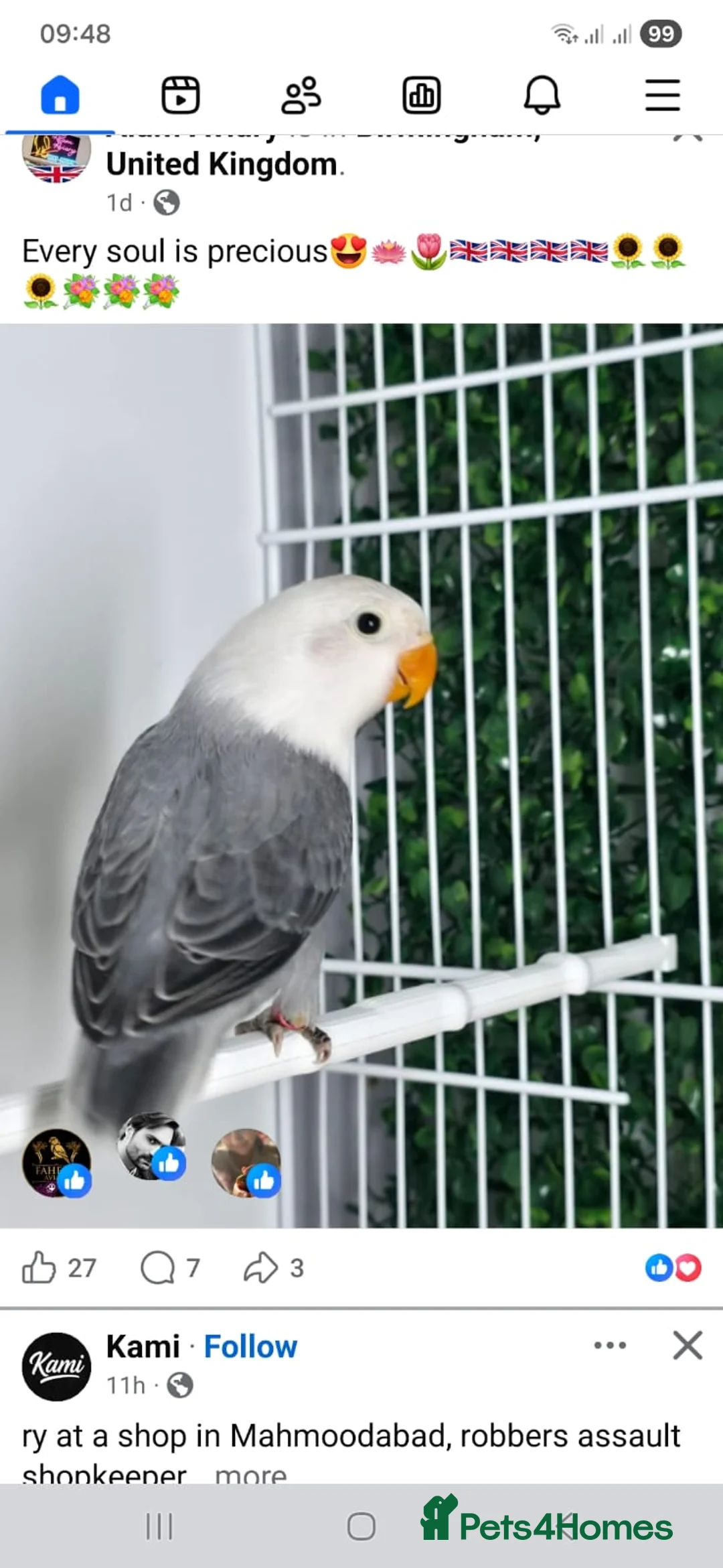 Lovebirds birds for sale: Mutation Lovebirds for Sale - Advert 22