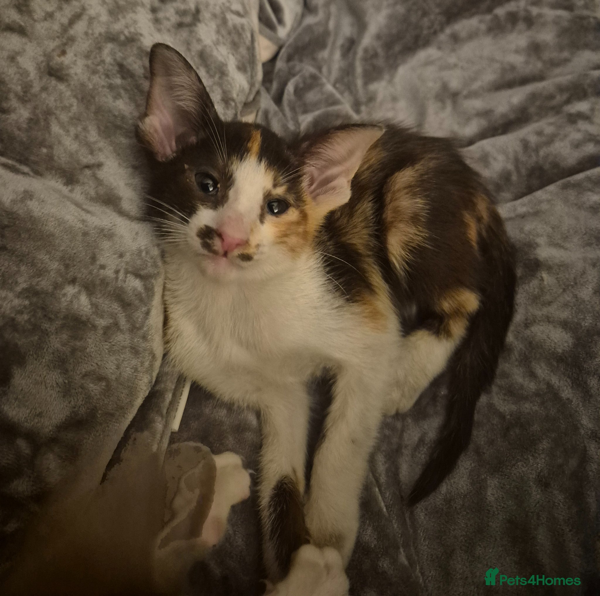 Oriental cats Pedigree Oriental kittens ( only 2 remaining ) - Advert 3