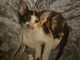 Oriental cats Pedigree Oriental kittens ( only 2 remaining ) - Advert 3