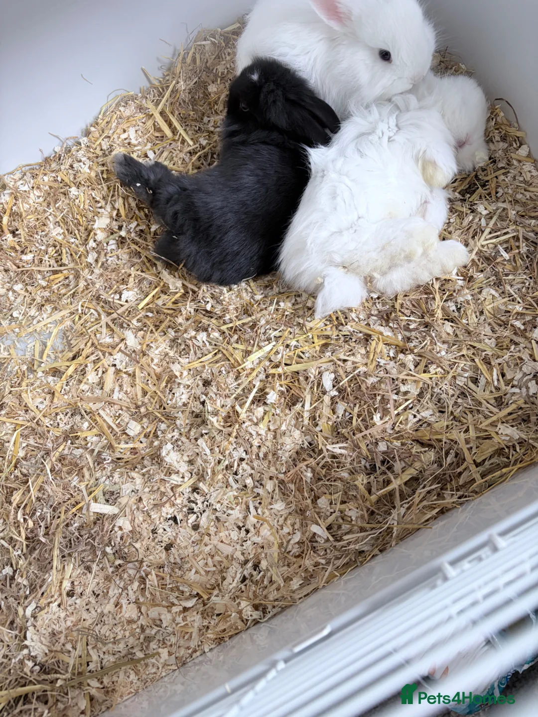 Lionhead rabbits for sale: 3 female Lionhead baby bunnies  - Advert 5