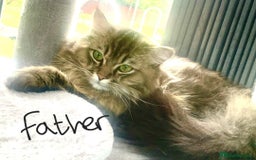 Ragdoll cats for sale: Ragdoll x Persian - Image 3