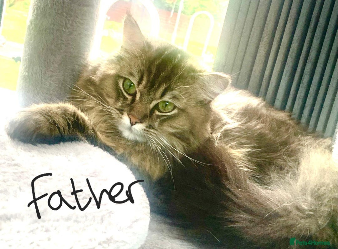 Ragdoll cats for sale: Ragdoll x Persian - Image 3
