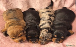 Miniature Dachshund dogs for sale: Beautiful litter of 4 miniature daschunds  - Image 2