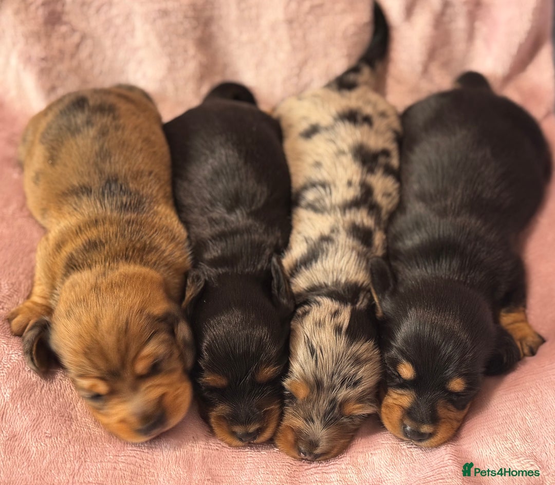 Miniature Dachshund dogs for sale: Beautiful litter of 4 miniature daschunds  - Image 2