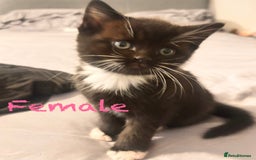 Mixed Breed cats for sale: Delightful mix-breed Siamese-black tabby-kittens - Image 15