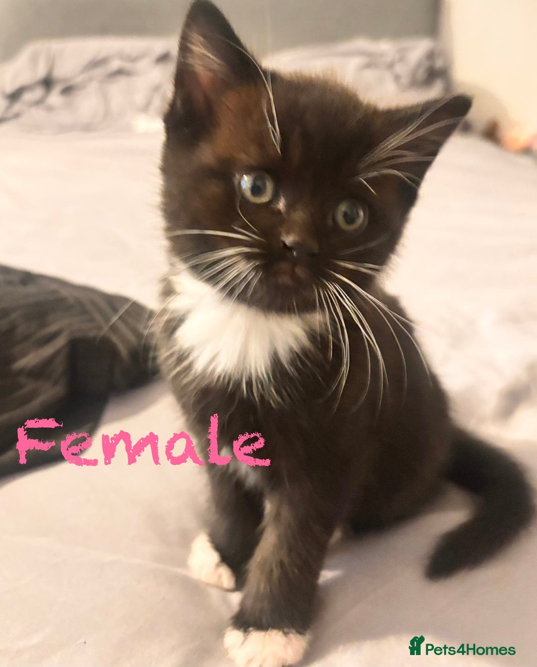 Mixed Breed cats for sale: Delightful mix-breed Siamese-black tabby-kittens - Image 15