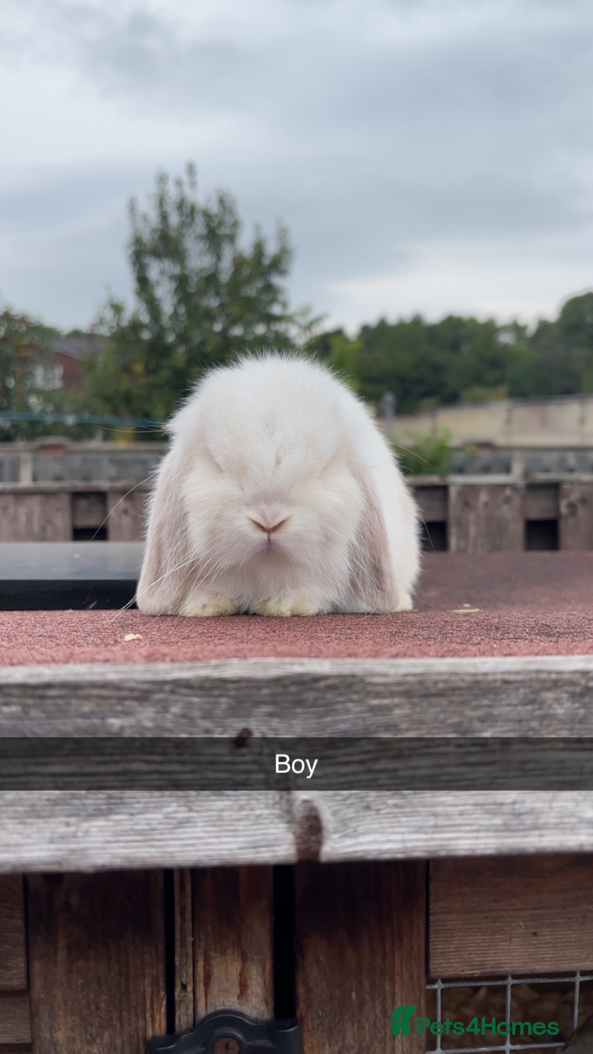 Mini Lop rabbits Mini lop rabbits ready to leave  - Advert 2