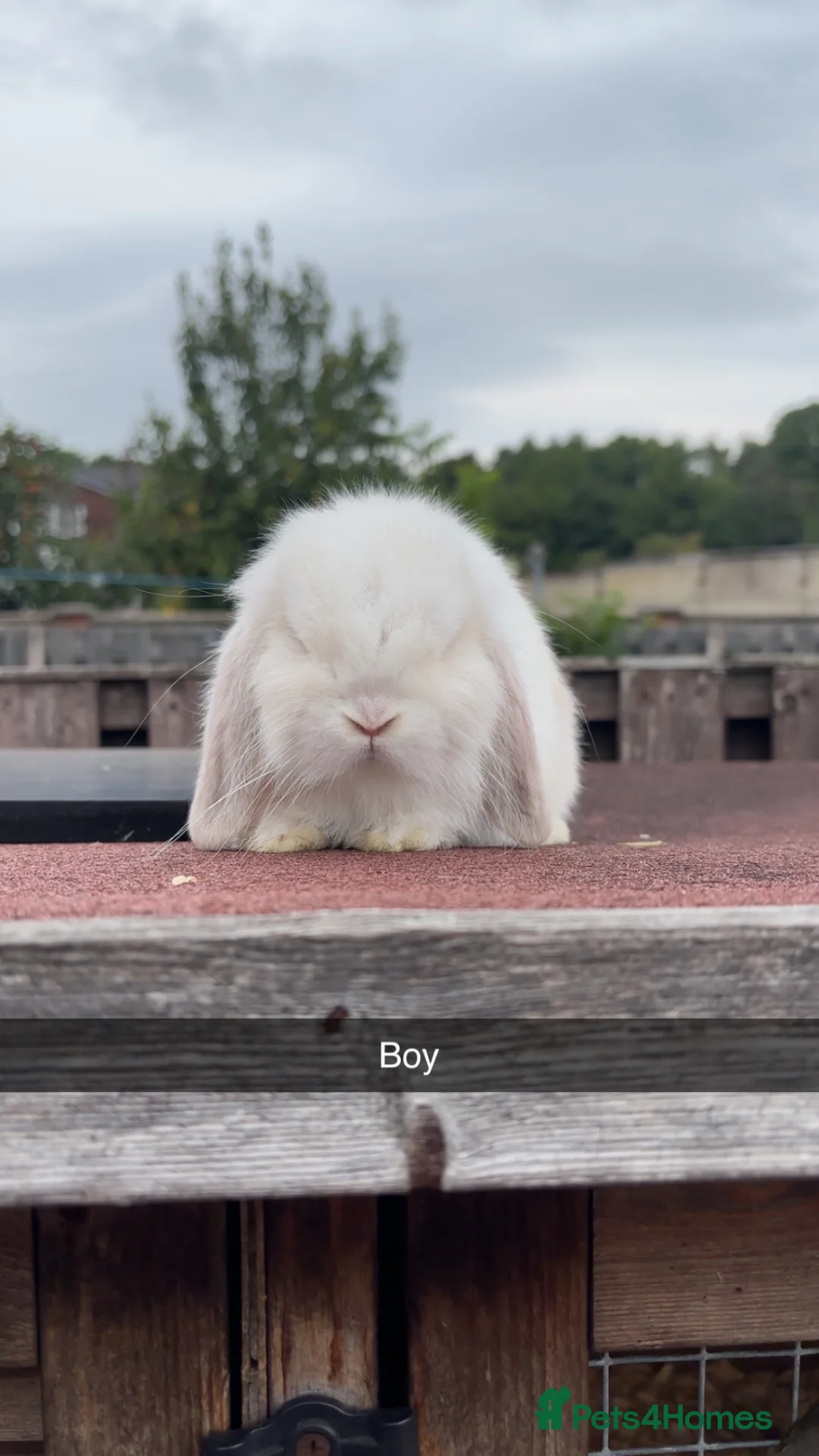 Mini Lop rabbits for sale: Mini lop rabbits ready to leave  - Advert 2