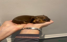 Miniature Dachshund dogs for sale: Pra clear miniature dachshunds - Image 8