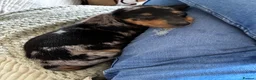 Miniature Dachshund dogs for sale: Rolo the miniature Dauch - Advert 5