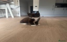 British Shorthair cats for sale: 11 week old male kitten - Image 2