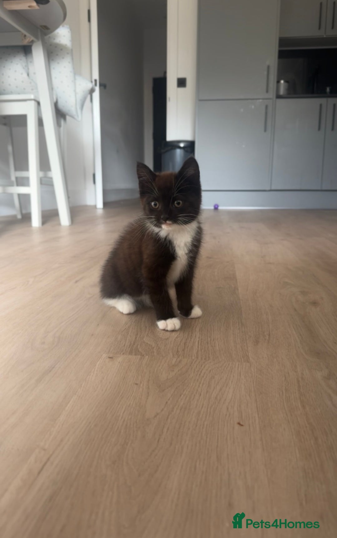 British Shorthair cats for sale: 11 week old male kitten - Image 2